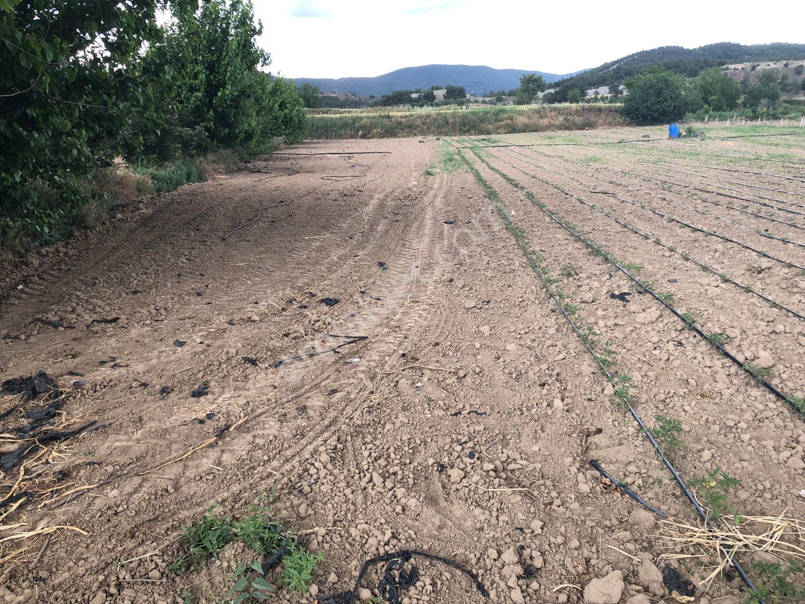 Büyükyenice Köyün'de Su Sıkıntısı Olmayan 600 M2 Satılık Tarla - Görsel 9