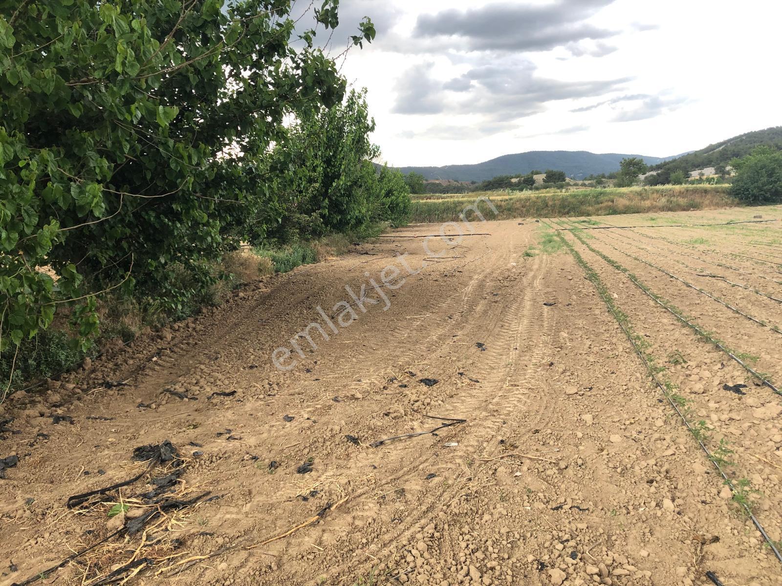 Büyükyenice Köyün'de Su Sıkıntısı Olmayan 600 M2 Satılık Tarla - Görsel 3