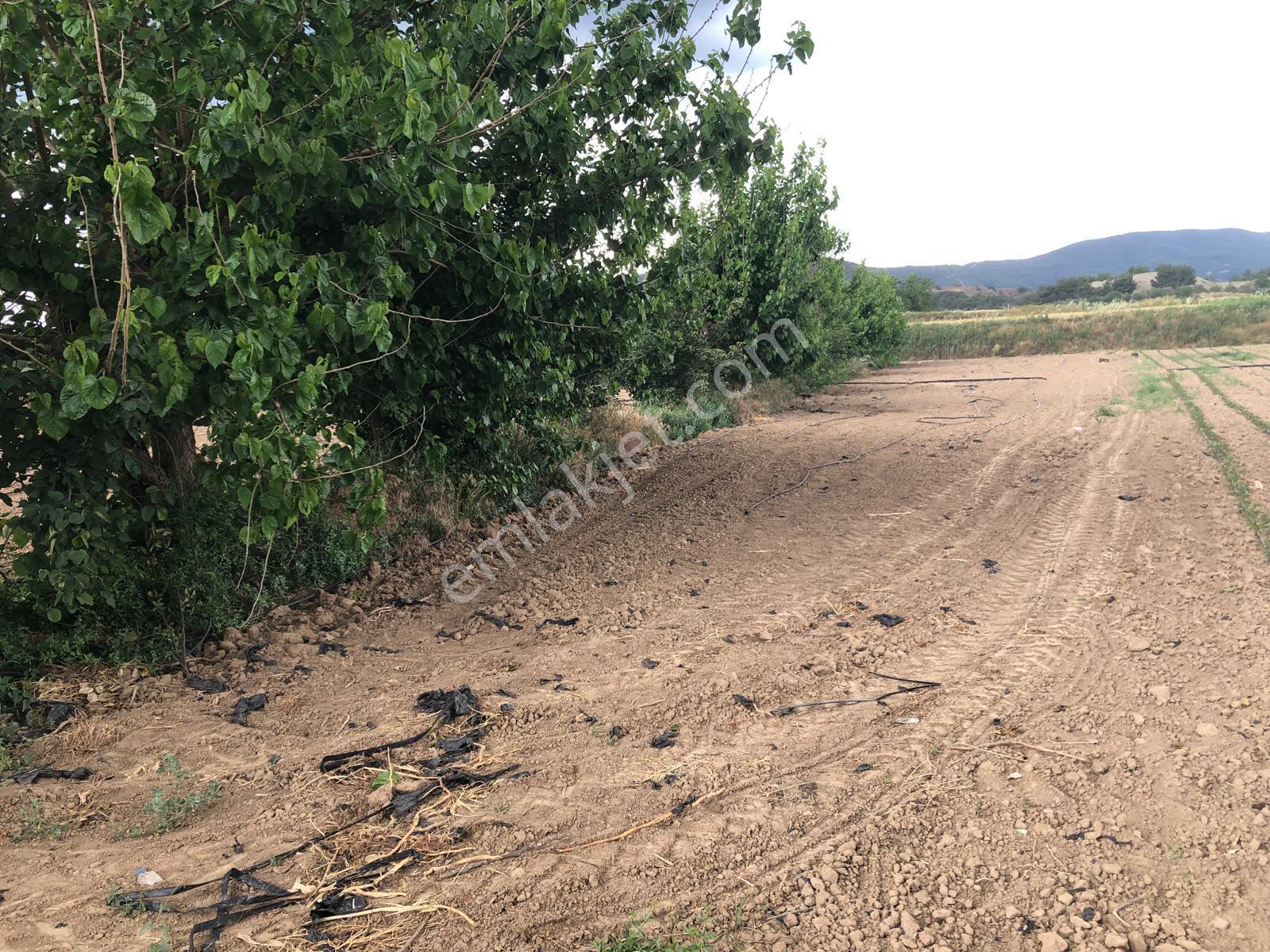 Büyükyenice Köyün'de Su Sıkıntısı Olmayan 600 M2 Satılık Tarla - Görsel 4
