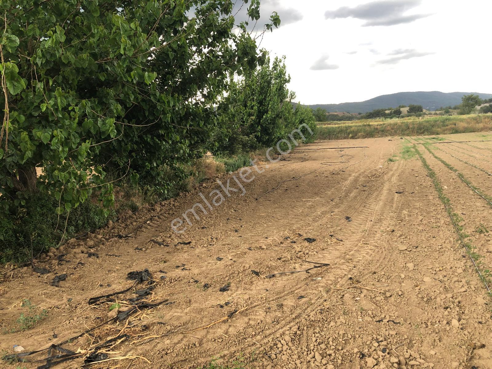Büyükyenice Köyün'de Su Sıkıntısı Olmayan 600 M2 Satılık Tarla - Görsel 2