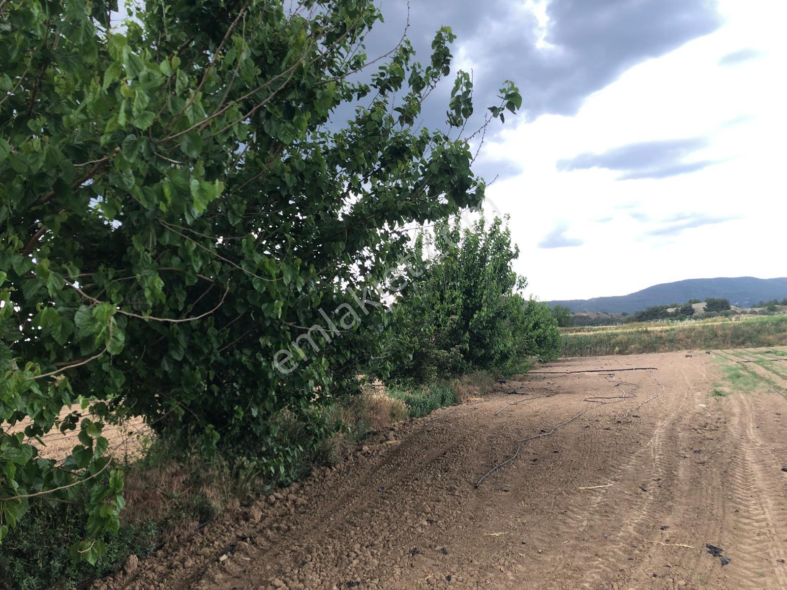Büyükyenice Köyün'de Su Sıkıntısı Olmayan 600 M2 Satılık Tarla - Görsel 11