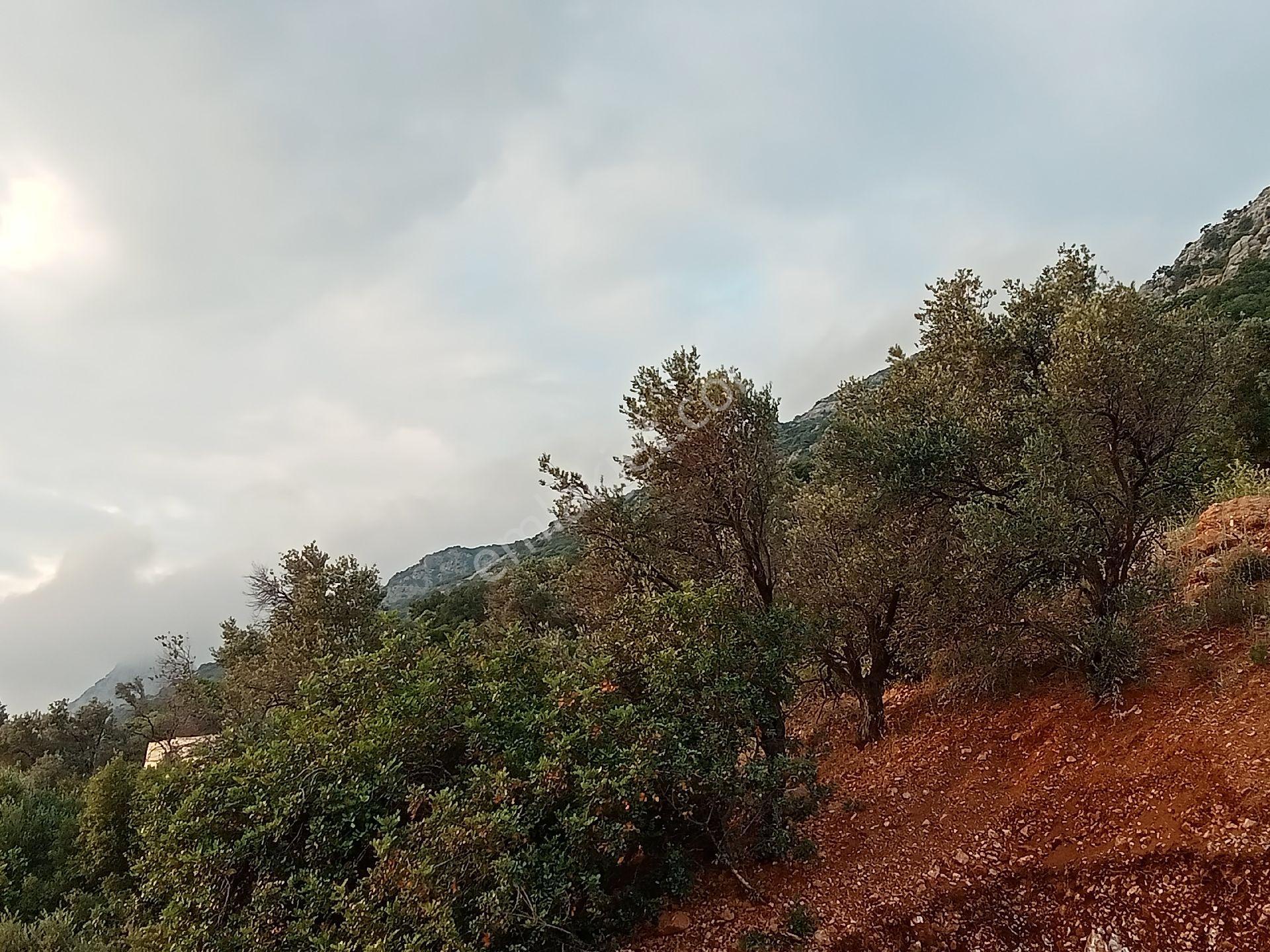 Falcon Dan Kalkan Da Fırsat 815m²arsa - Görsel 14