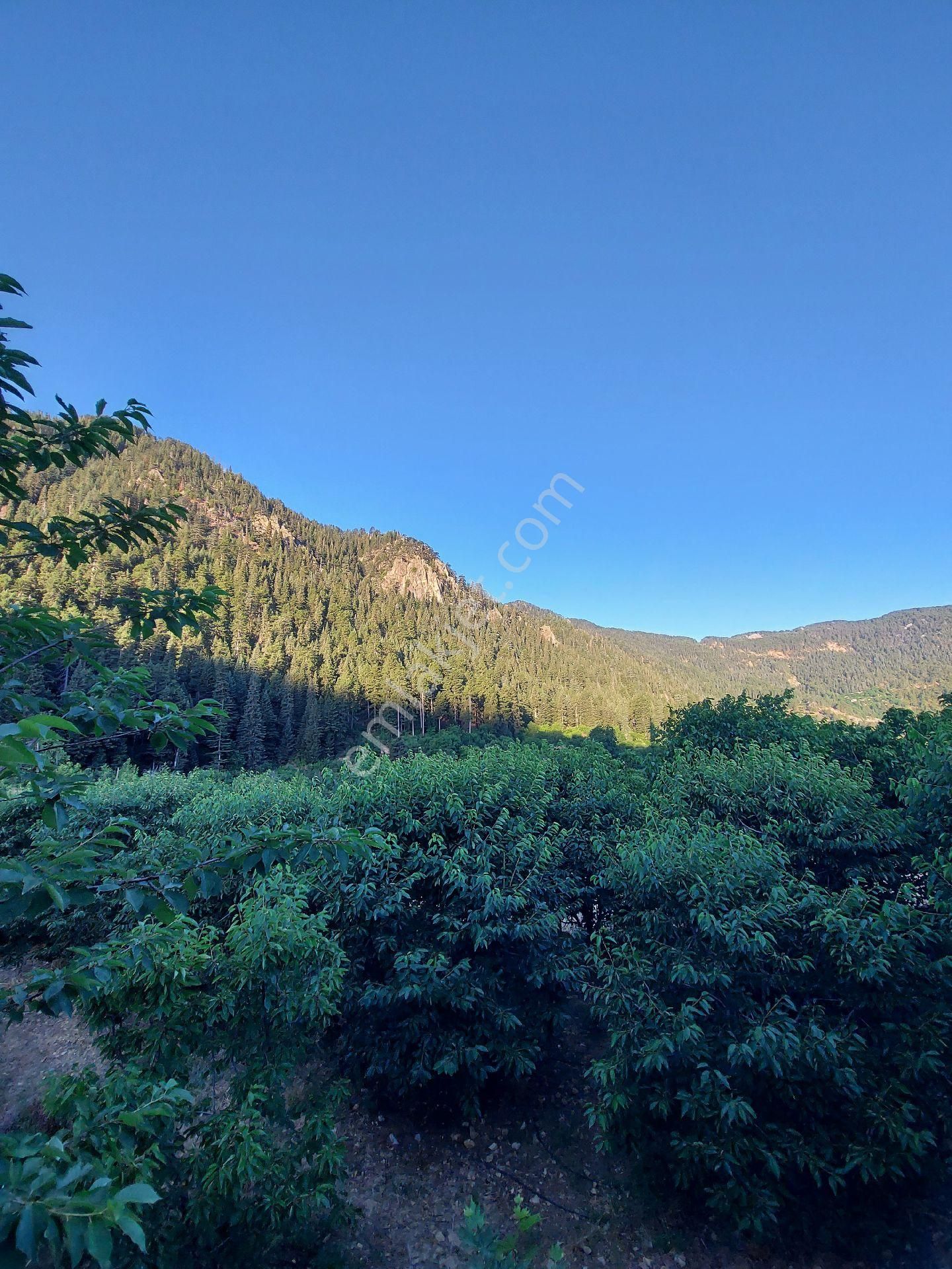 Alanya Gören Yaylası Satılık Tarla - Görsel 4