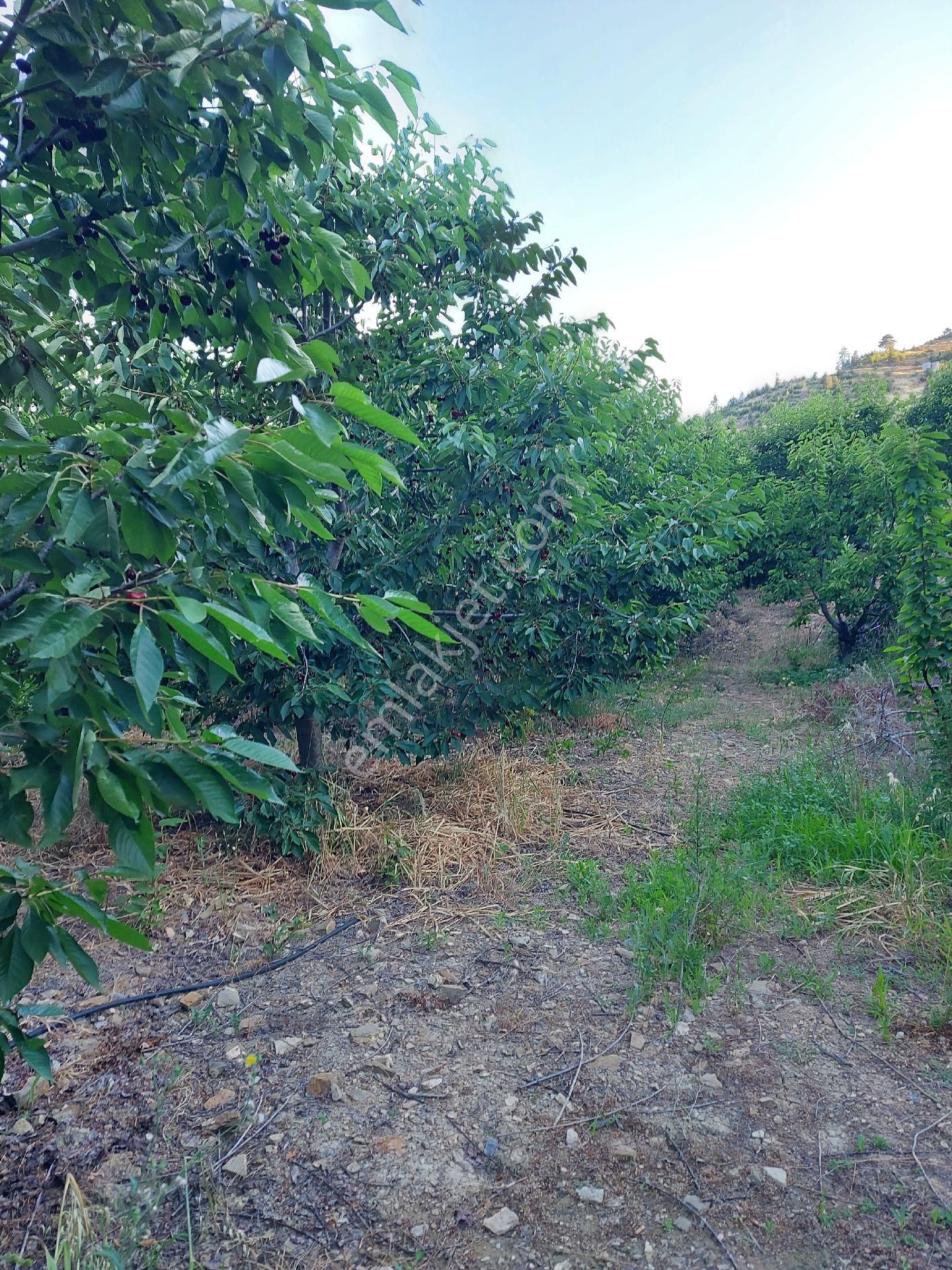 Alanya Gören Yaylası Satılık Tarla - Görsel 7