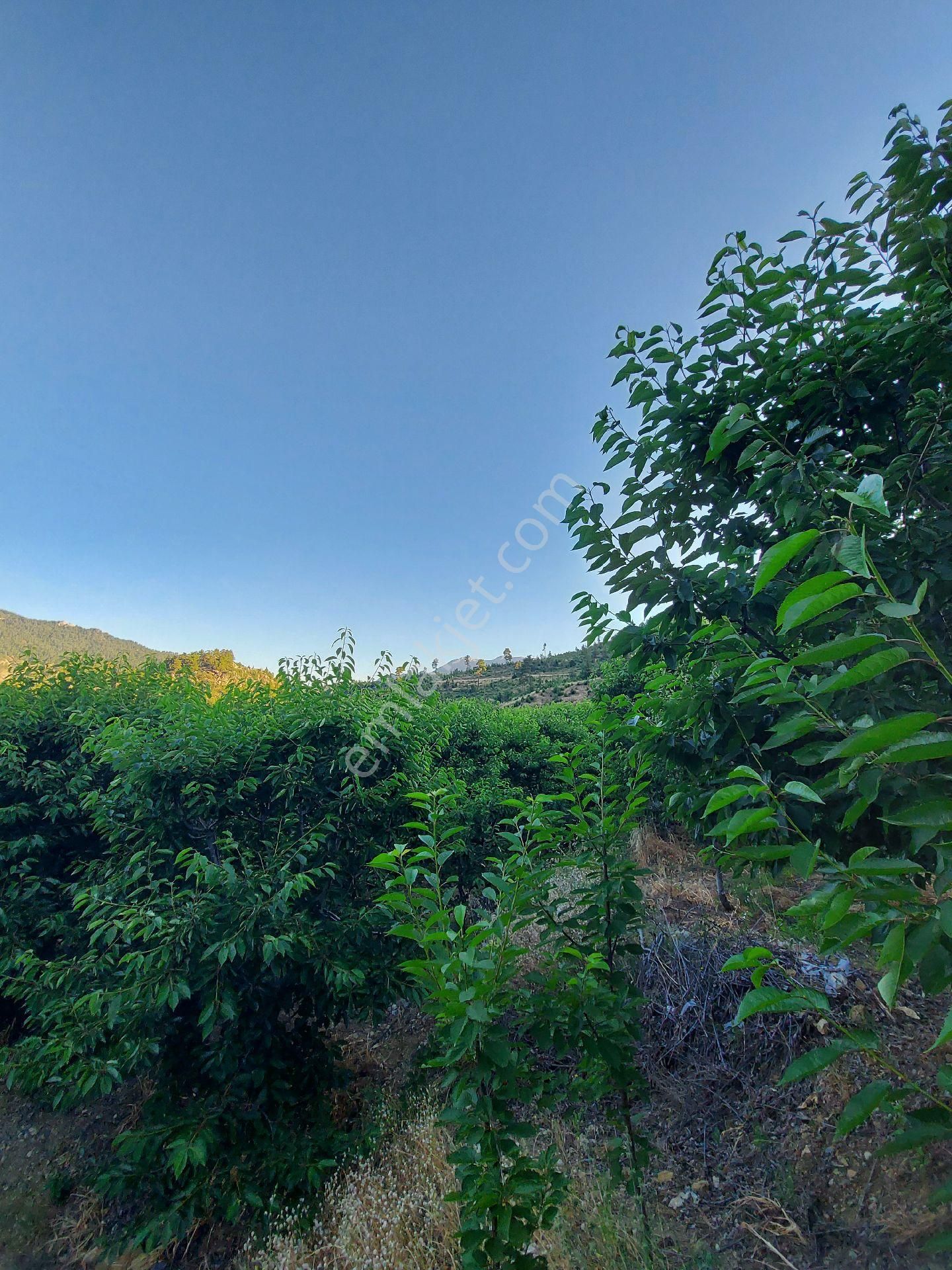 Alanya Gören Yaylası Satılık Tarla - Görsel 3