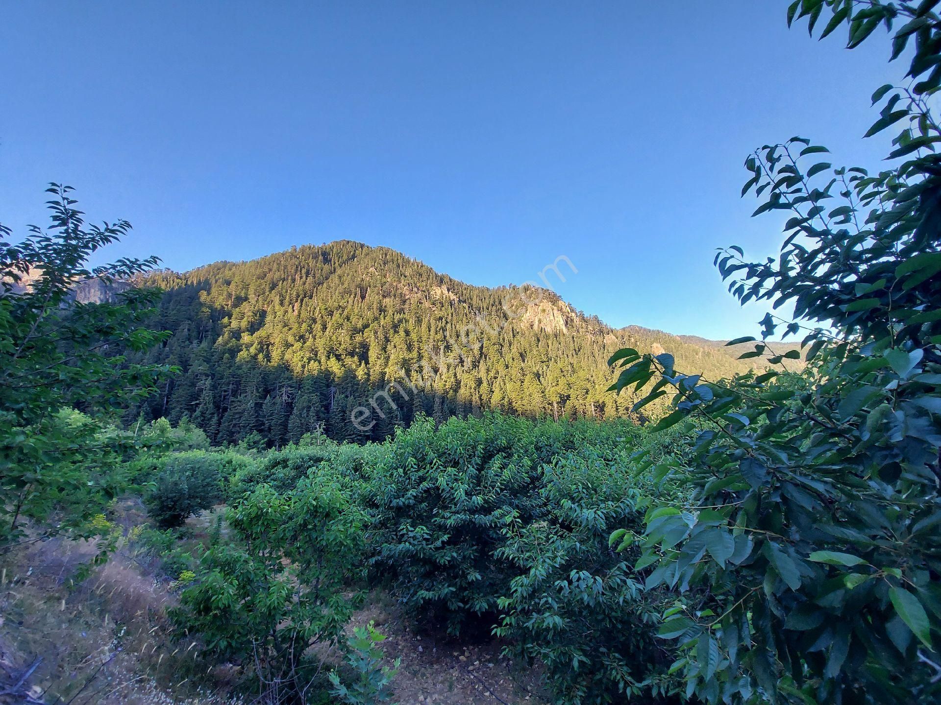 Alanya Gören Yaylası Satılık Tarla - Görsel 6