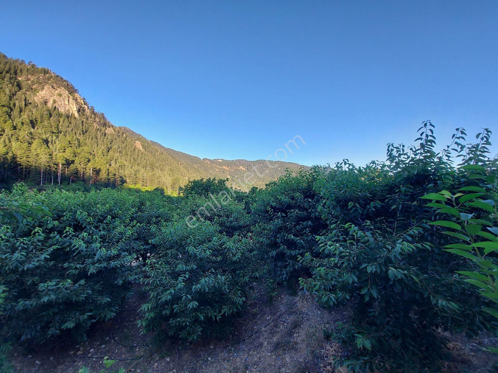 Alanya Gören Yaylası Satılık Tarla - Görsel 5