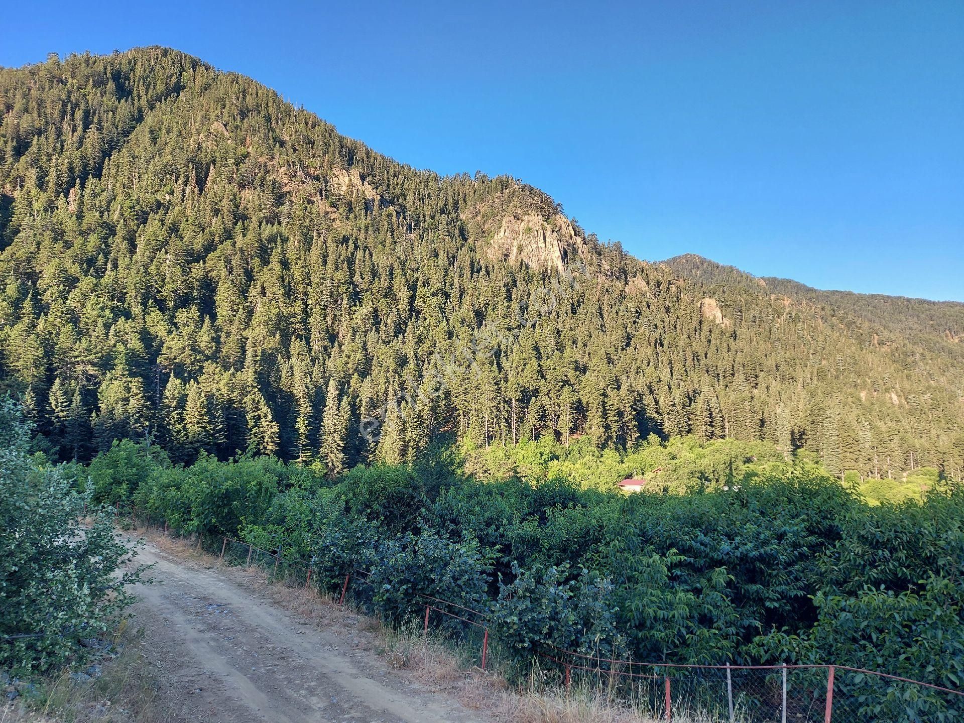 Alanya Gören Yaylası Satılık Tarla - Görsel 18