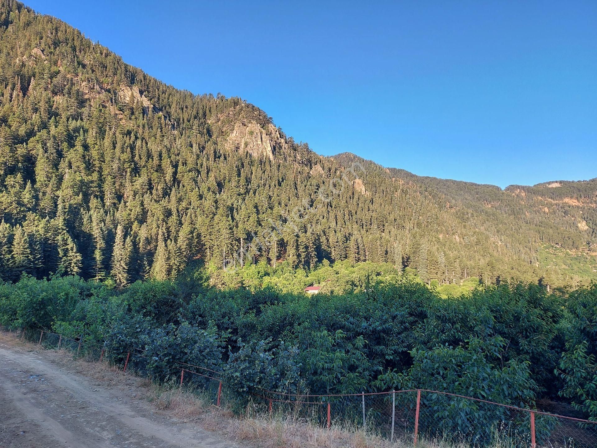 Alanya Gören Yaylası Satılık Tarla - Görsel 17