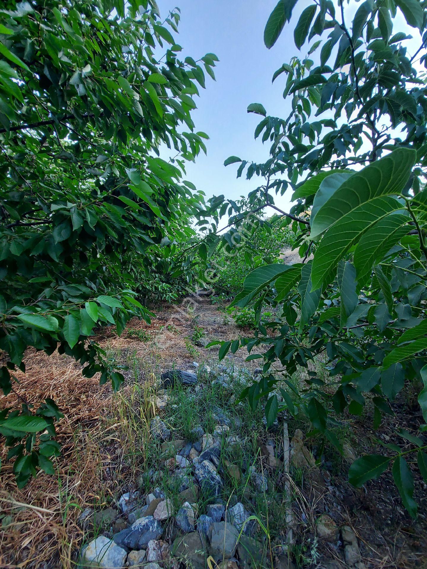 Alanya Gören Yaylası Satılık Tarla - Görsel 2