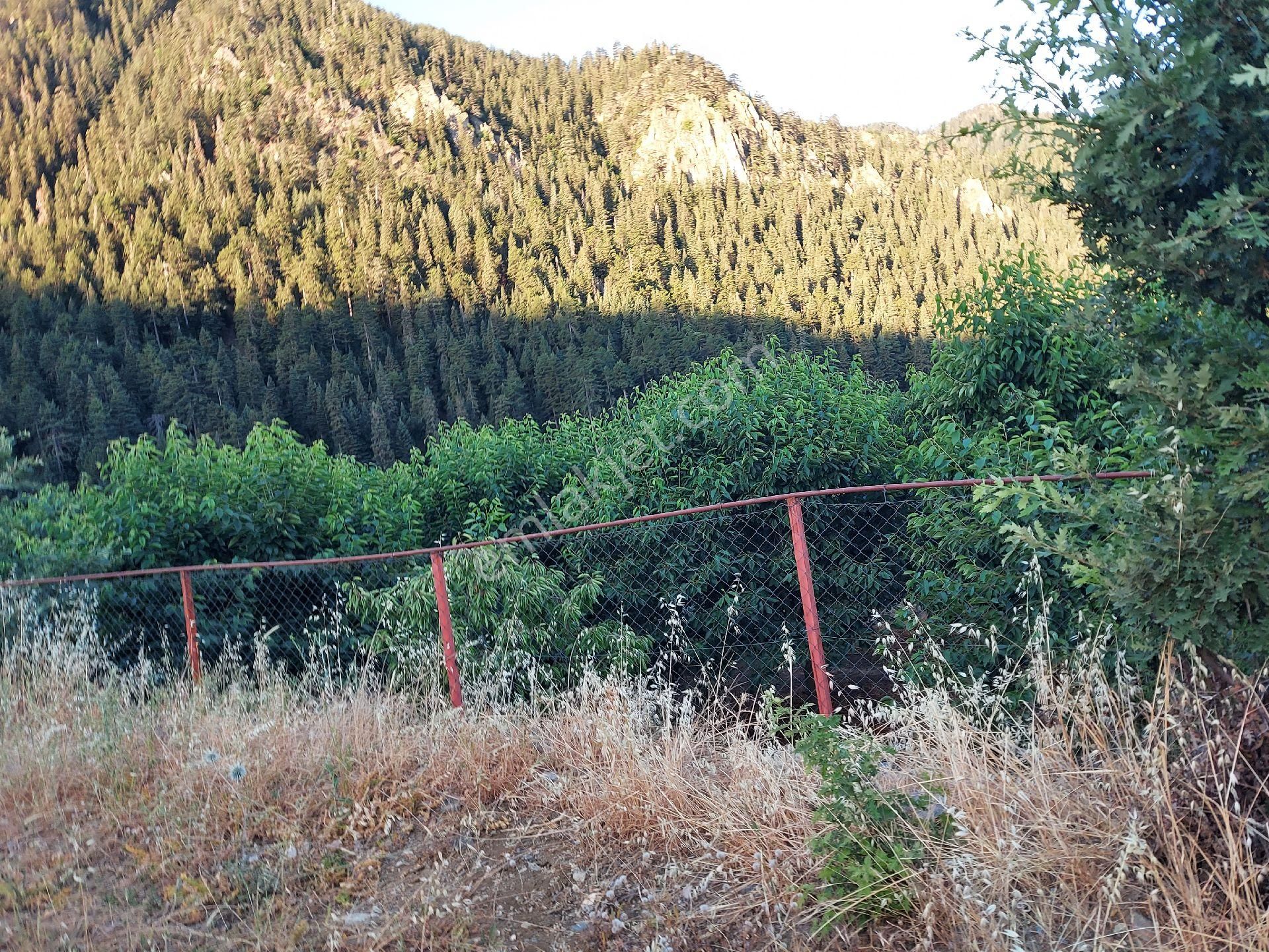 Alanya Gören Yaylası Satılık Tarla - Görsel 16