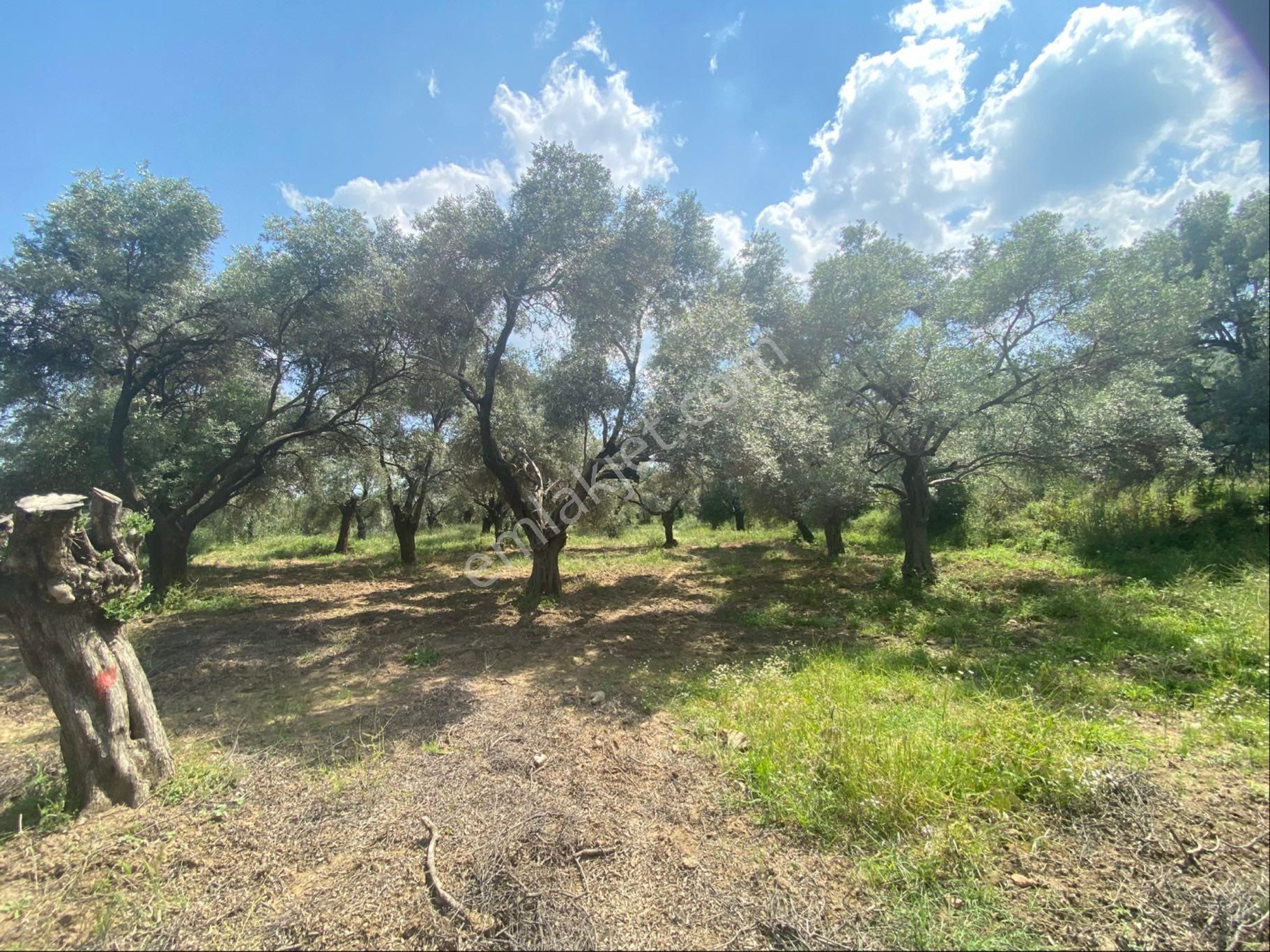 İzmir Ödemişte Satılık Arazi - Görsel 18