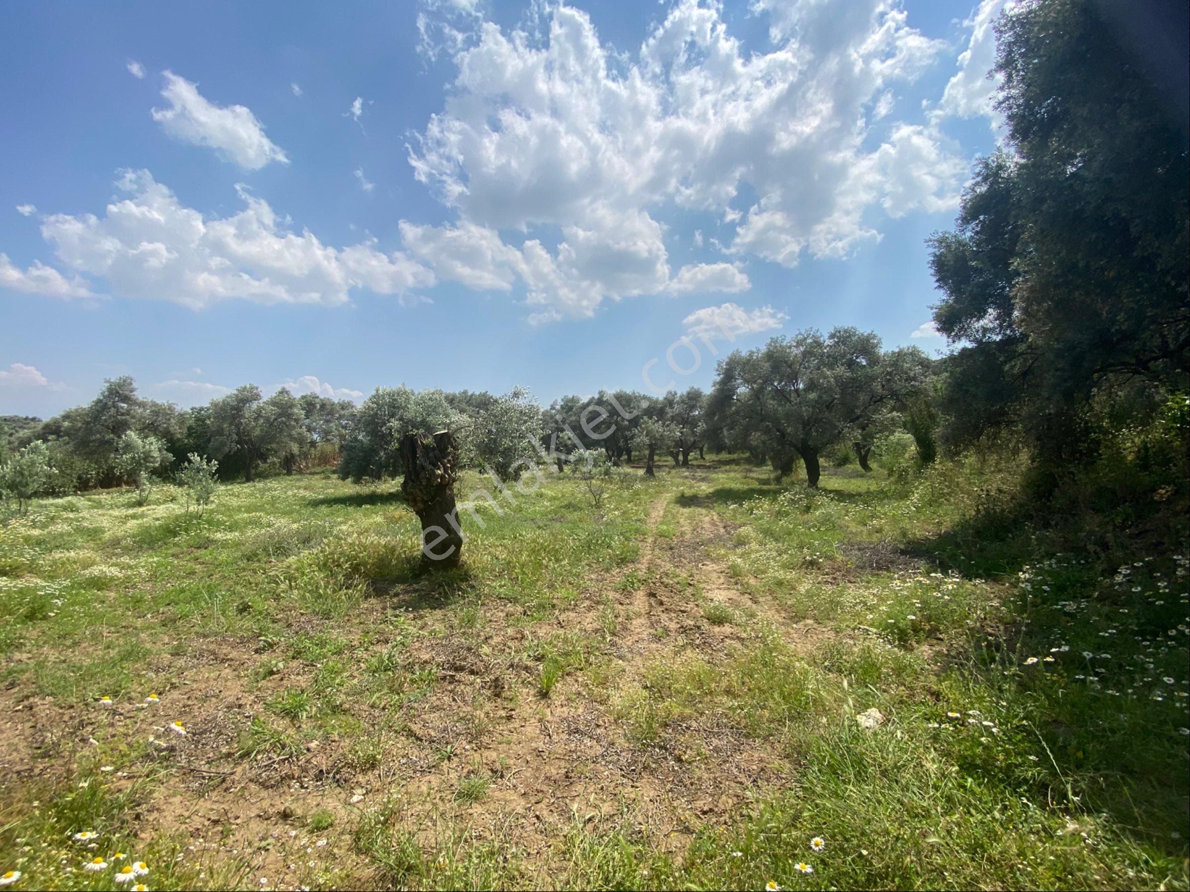 İzmir Ödemişte Satılık Arazi - Görsel 6