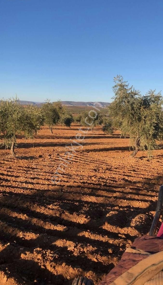 Pusula Emlaktan Karnebide Asfalta Yakın 4.6 Dönüm 50 Ağaç