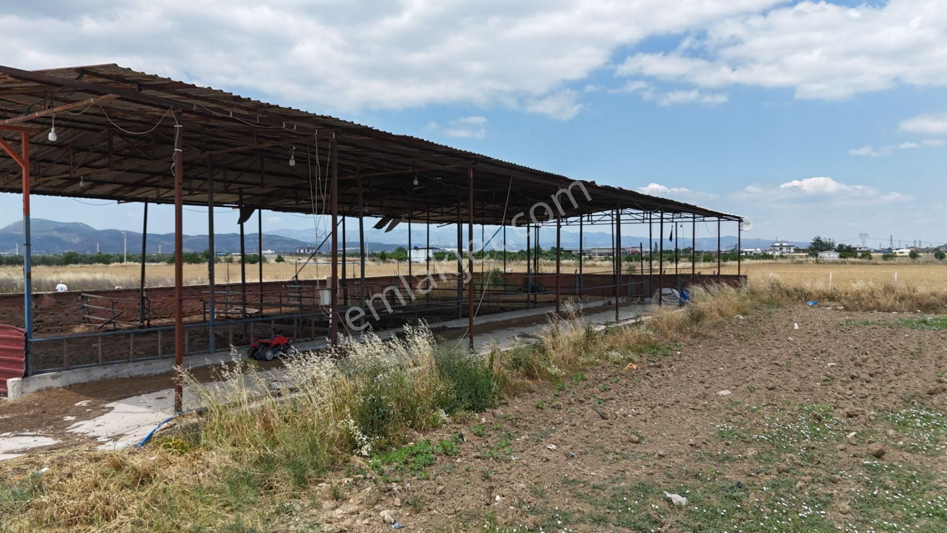İzmir Menderes Tekelide 4 Dönüm 50 Başlık Hayvan Damı Ev Bahçe Yıllık Kiralık