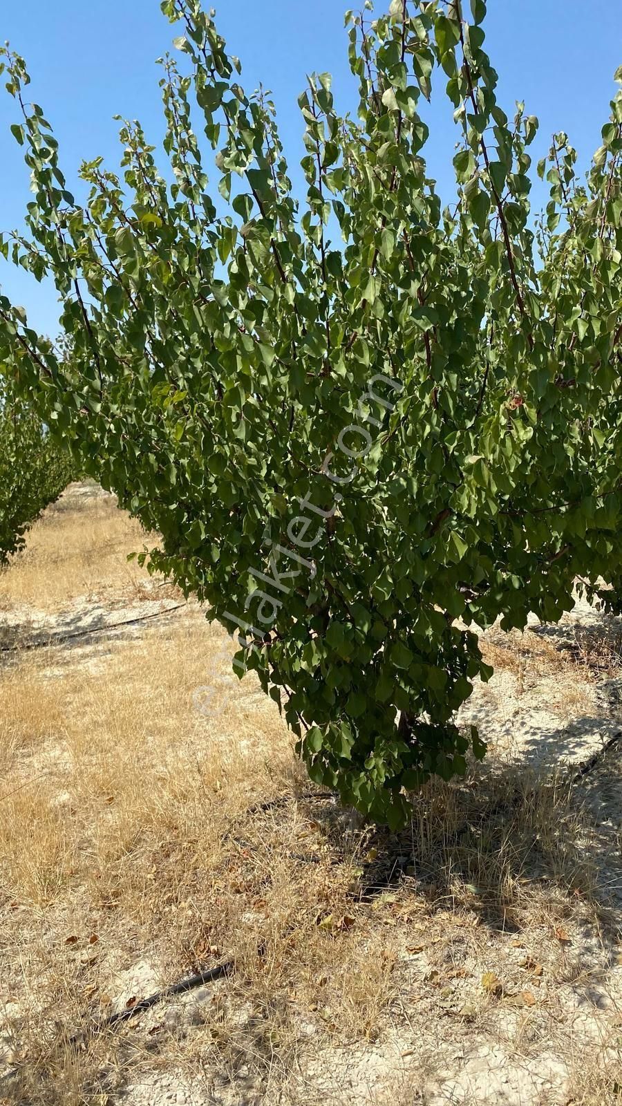 Kurtuluş Mahallesi Yol Su Sorunu Olmayan Kayısı Bahçesi Satılık - Görsel 5