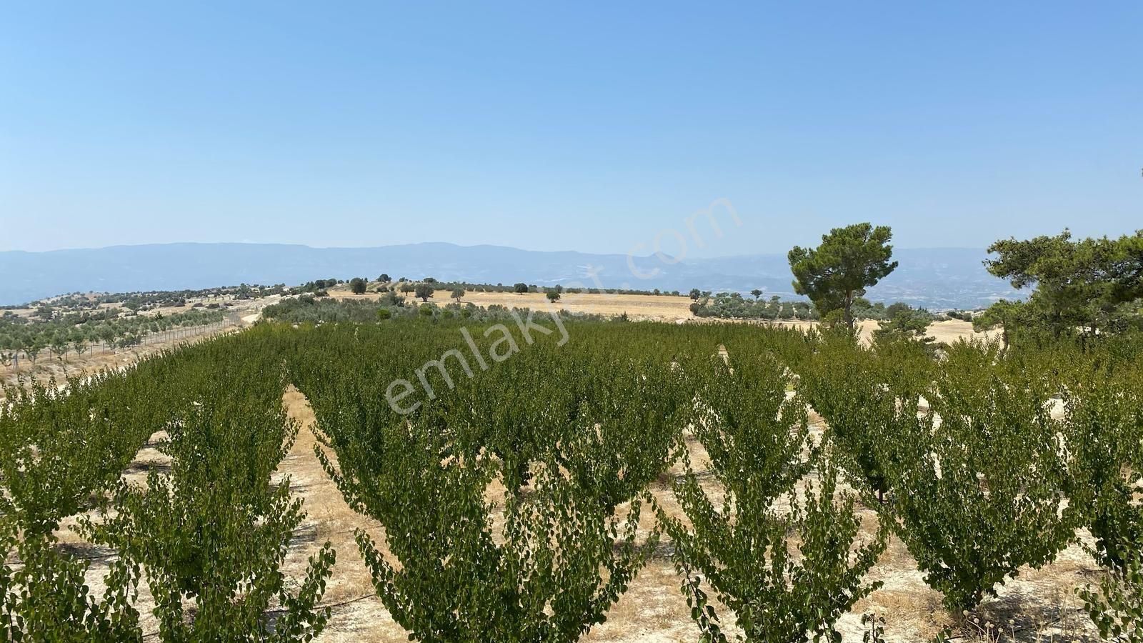 Kurtuluş Mahallesi Yol Su Sorunu Olmayan Kayısı Bahçesi Satılık - Görsel 10