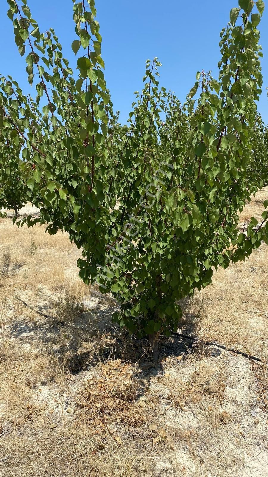 Kurtuluş Mahallesi Yol Su Sorunu Olmayan Kayısı Bahçesi Satılık - Görsel 4