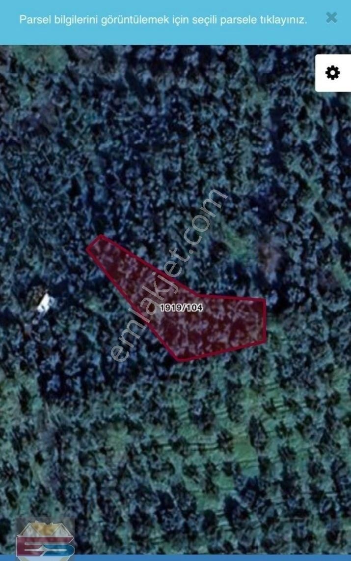 Umurbeyde Yatırımlık Zeytinlik