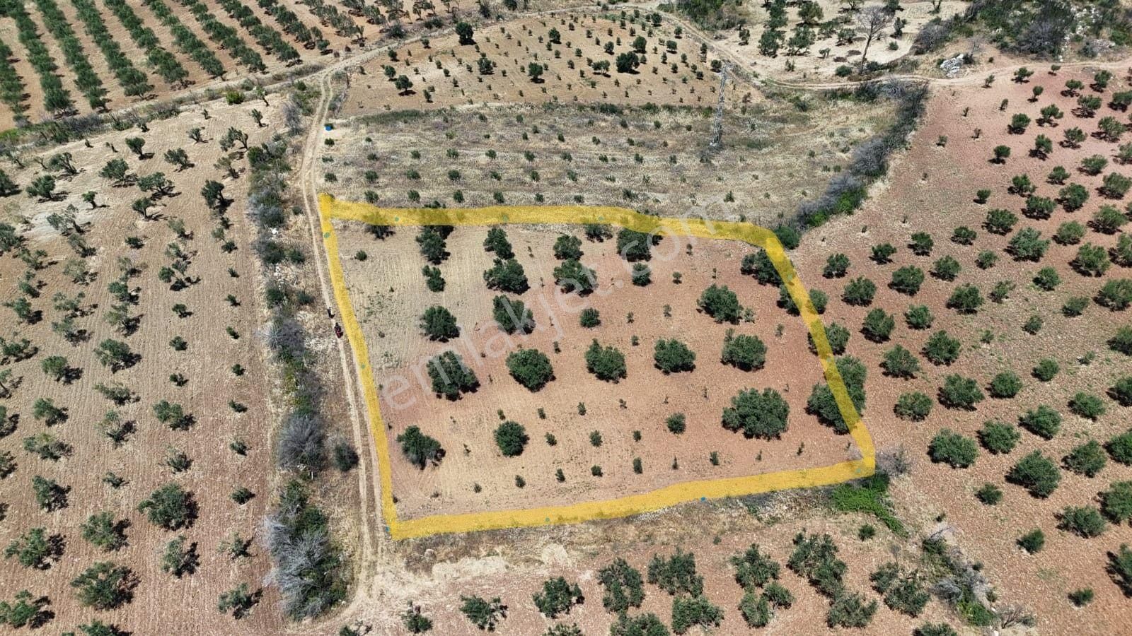 İzmir Kınık Karatekelide 2848 M2 Zeytinliğimiz Satışta