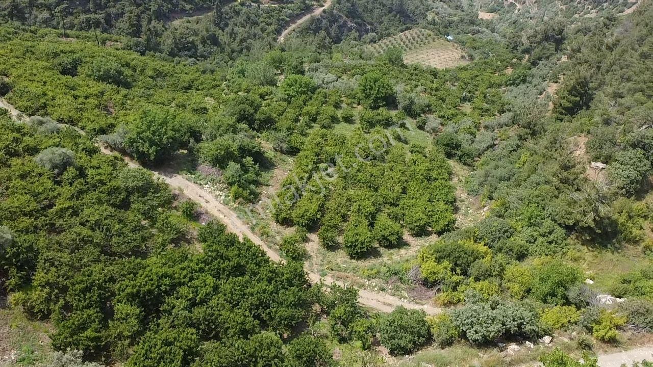 Çamurhamam'ında Acil Satılık 4 Dönüm Kiraz Bahçesi