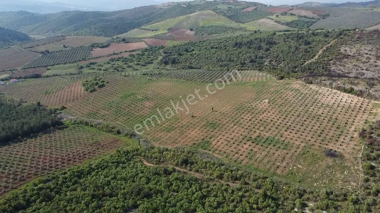 Kurttutan Mahallesi'nde 151 Dönüm Satılık Zeytinlik