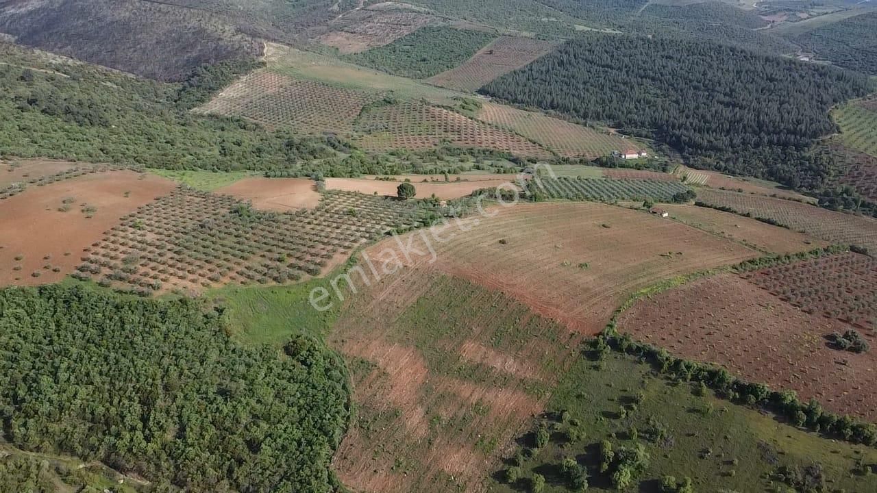 Kurttutan Mahallesi'nde 43 Dönüm Satılık Zeytinlik