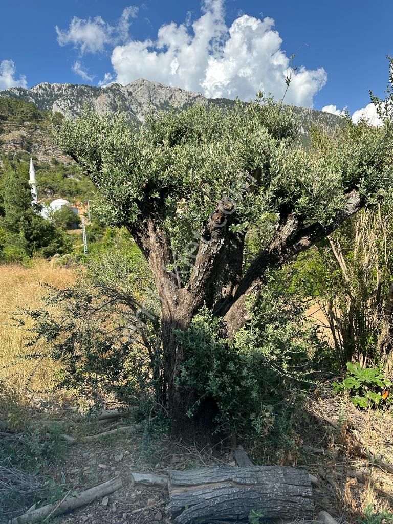 Alanya Başköy Köyünde Satılık Tarla Kerpiç Ev - Görsel 2