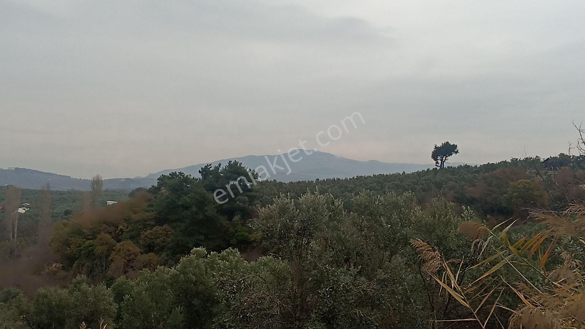 Bursa Mudanya Aydınpınar’da Satılık 5366 M2 Tarla Ve Zeytinlik