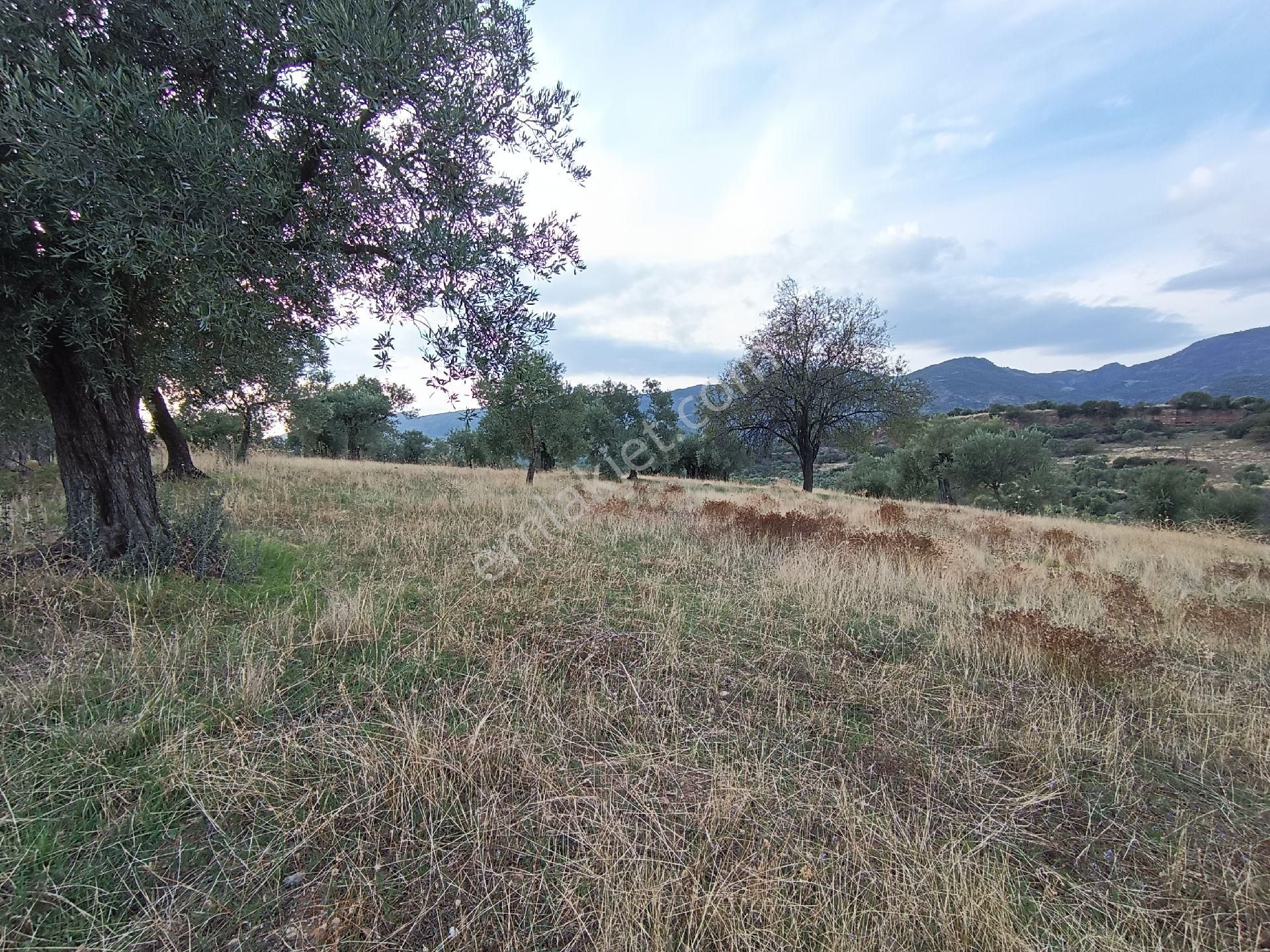 Nazilli / Sultanhisar Da Satılık Zeytinlik. - Görsel 14