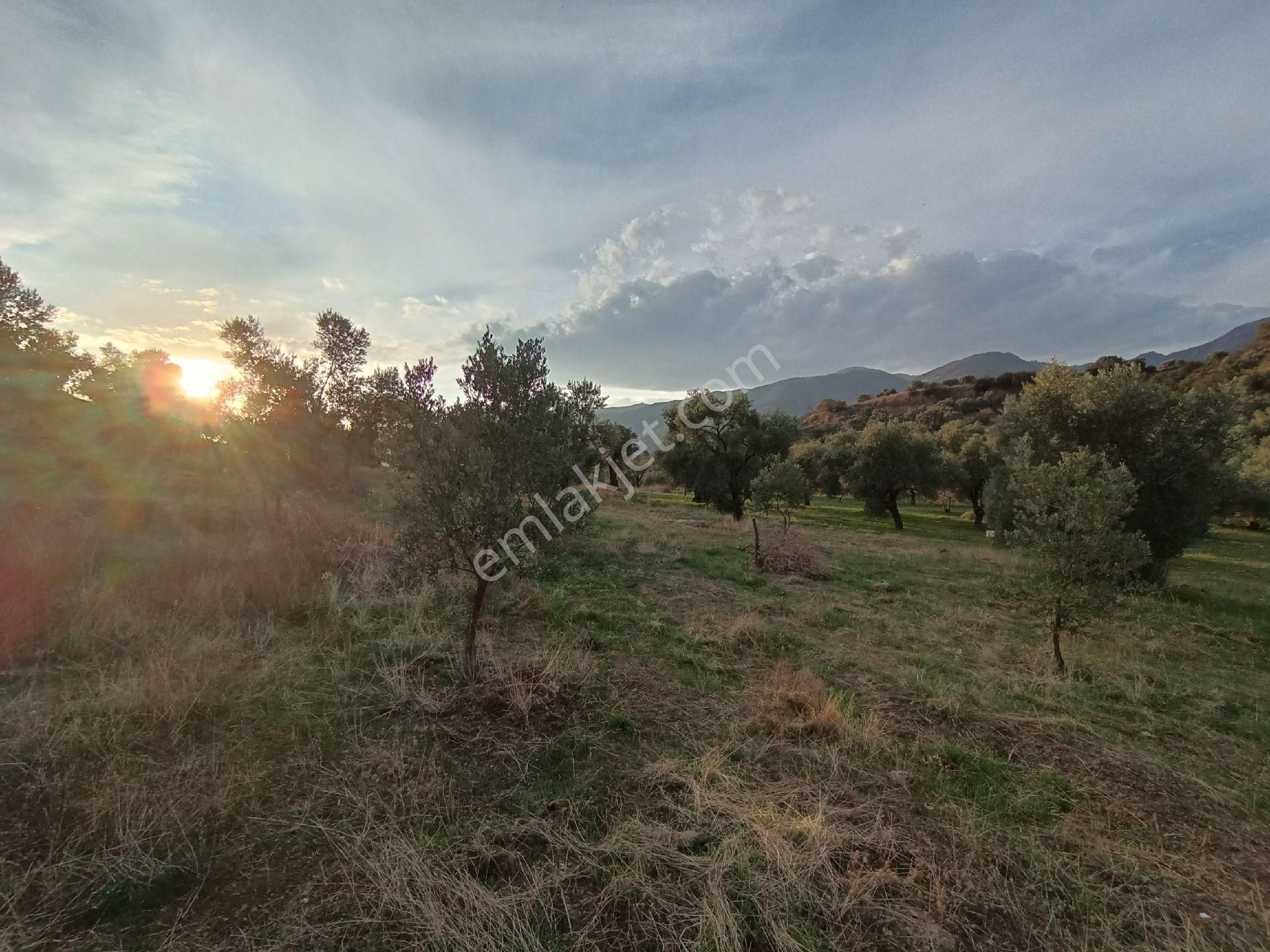 Nazilli / Sultanhisar Da Satılık Zeytinlik. - Görsel 5