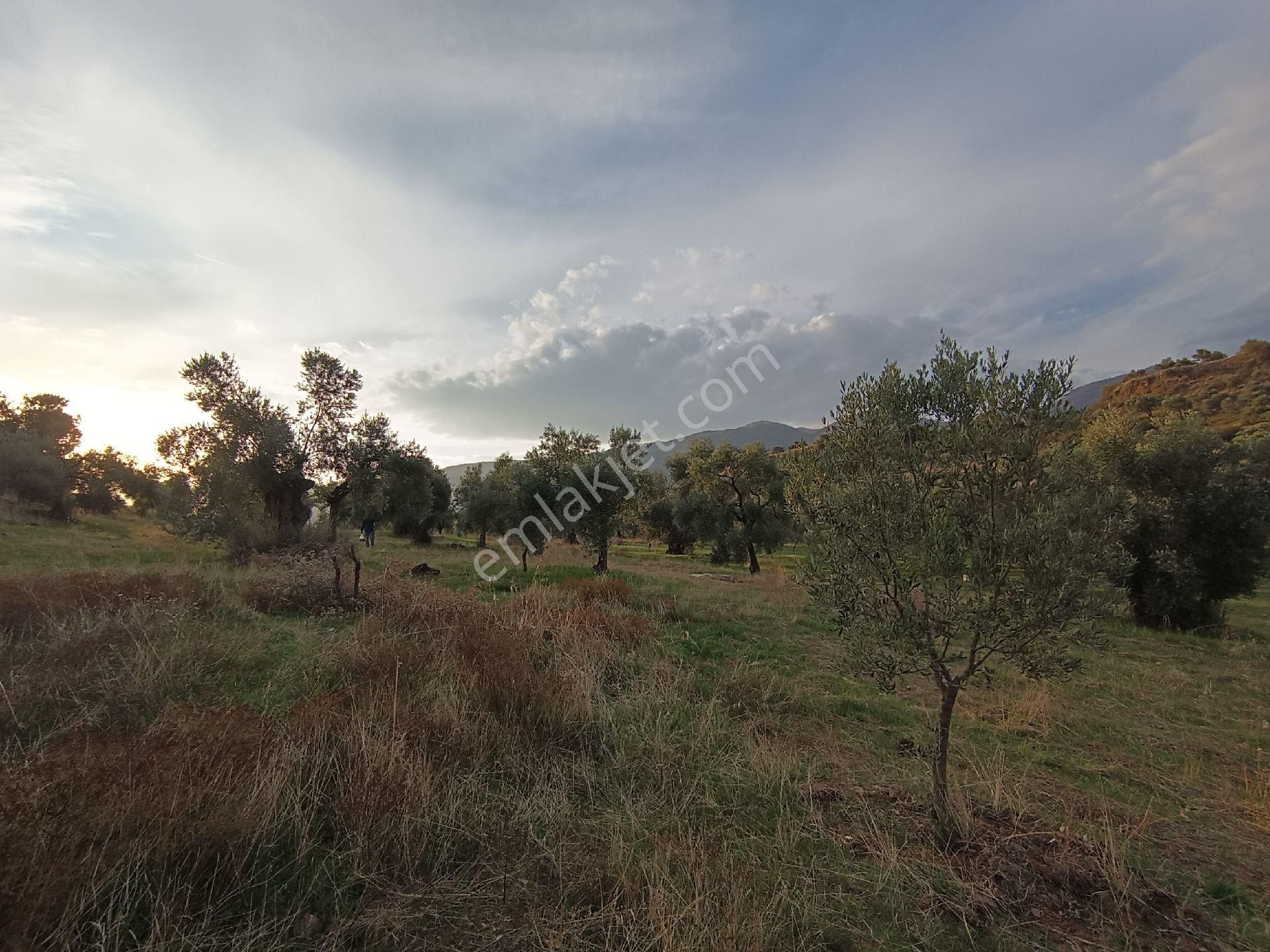 Nazilli / Sultanhisar Da Satılık Zeytinlik. - Görsel 4