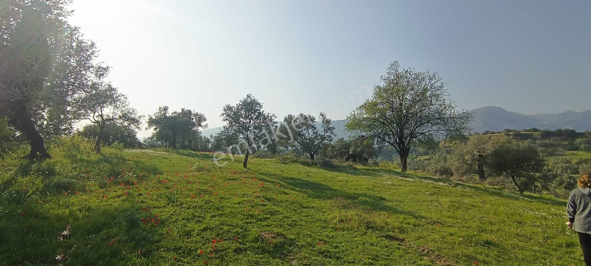 Nazilli / Sultanhisar Da Satılık Zeytinlik.