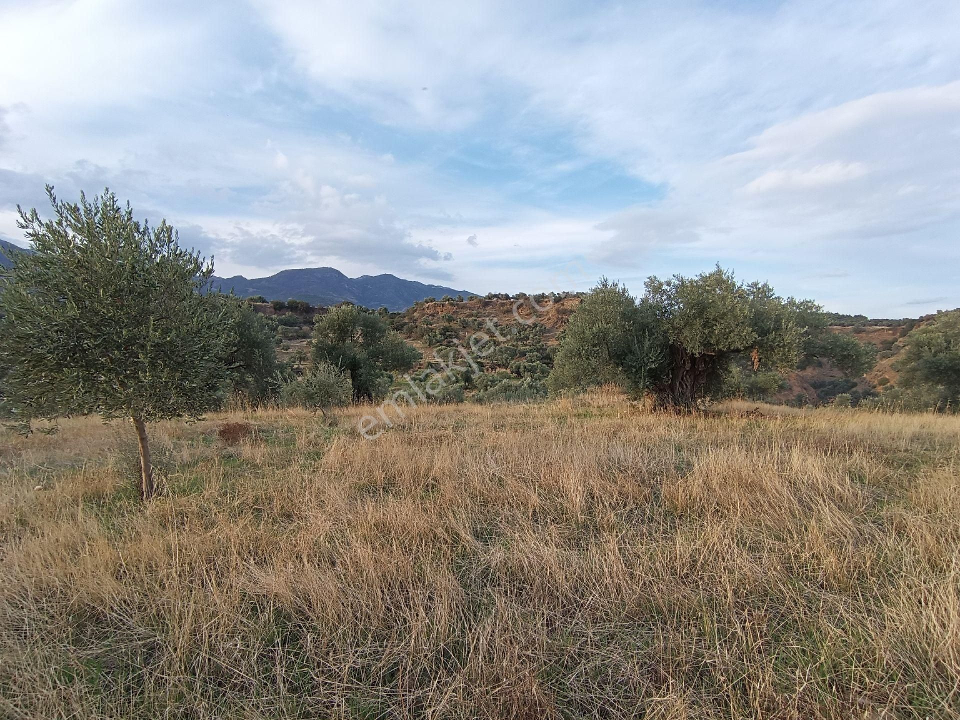 Nazilli / Sultanhisar Da Satılık Zeytinlik. - Görsel 7