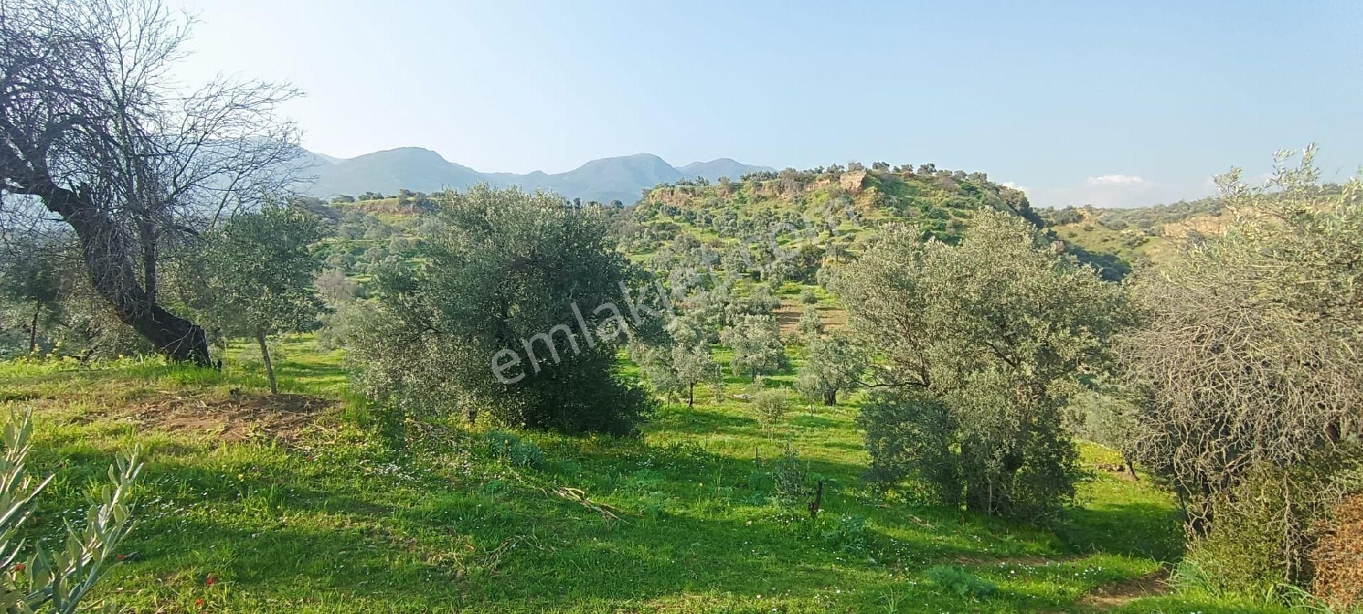 Nazilli / Sultanhisar Da Satılık Zeytinlik. - Görsel 3