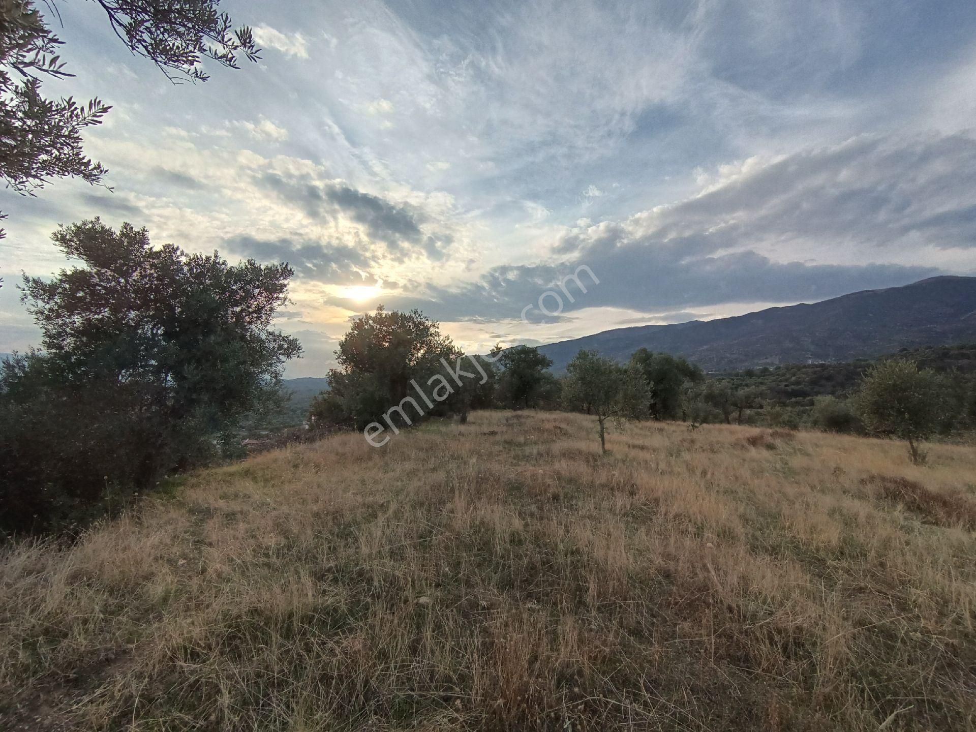 Nazilli / Sultanhisar Da Satılık Zeytinlik. - Görsel 6