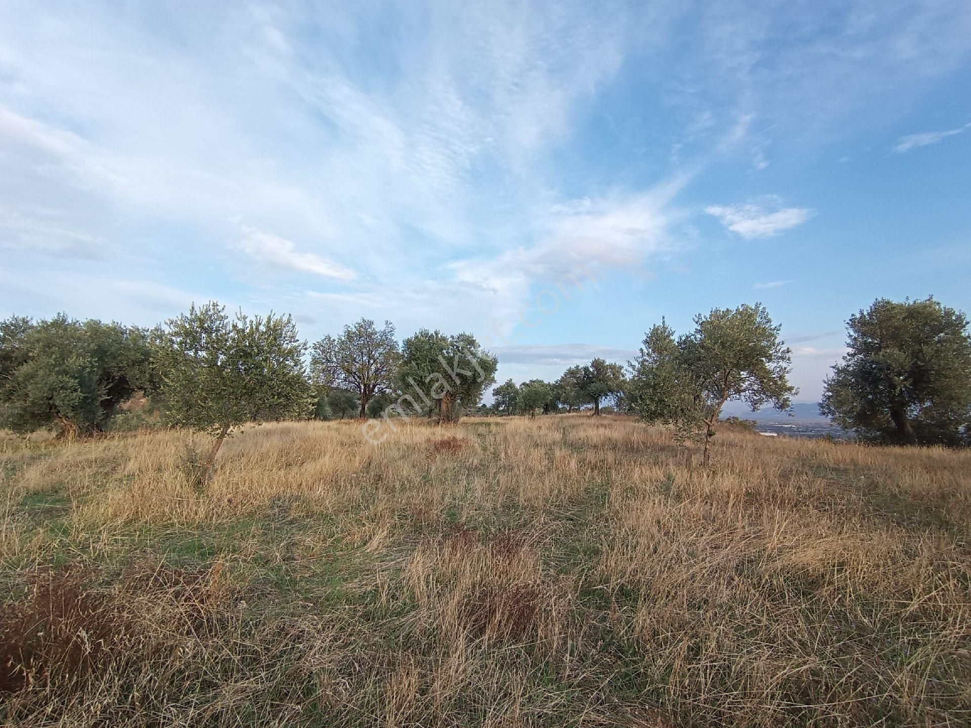 Nazilli / Sultanhisar Da Satılık Zeytinlik. - Görsel 9