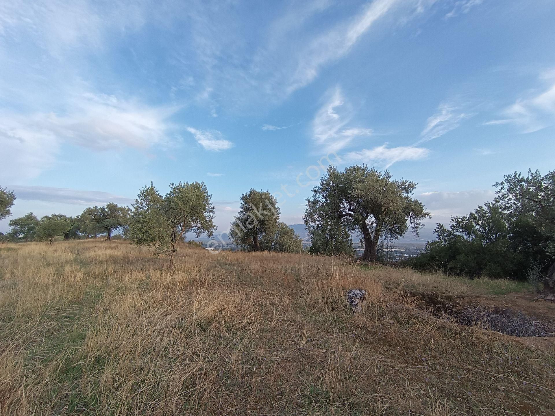 Nazilli / Sultanhisar Da Satılık Zeytinlik. - Görsel 8