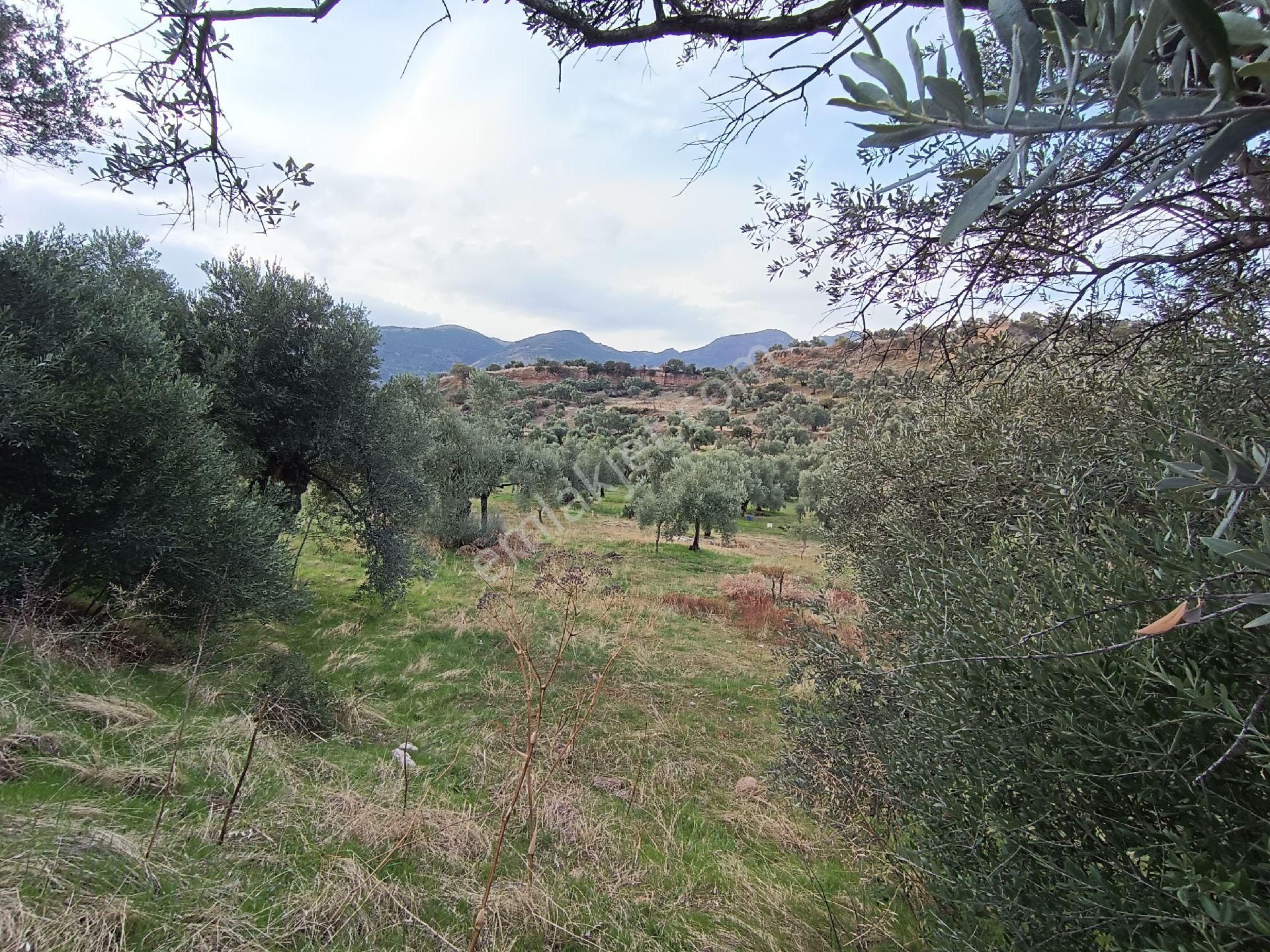 Nazilli / Sultanhisar Da Satılık Zeytinlik. - Görsel 11