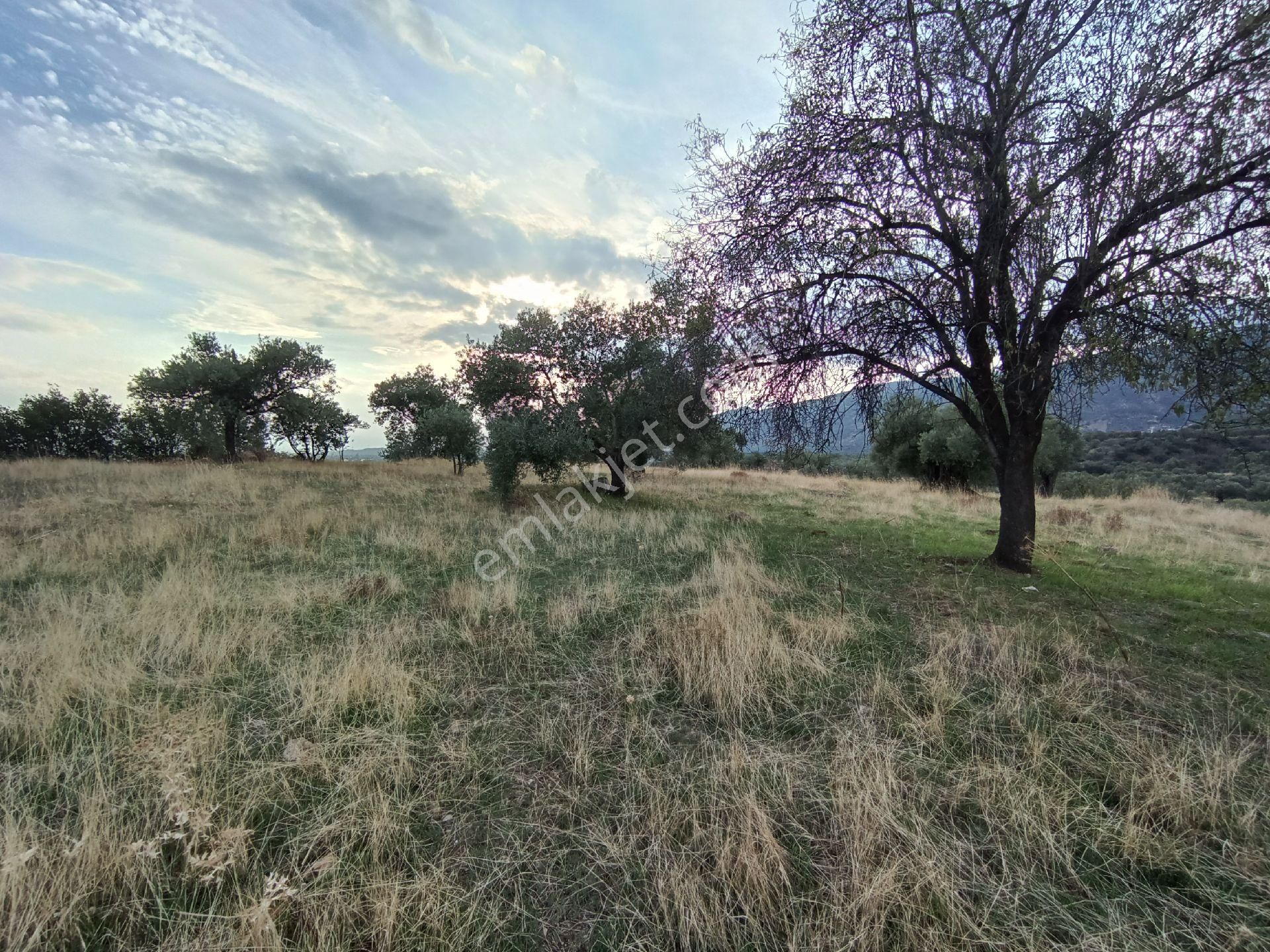 Nazilli / Sultanhisar Da Satılık Zeytinlik. - Görsel 15