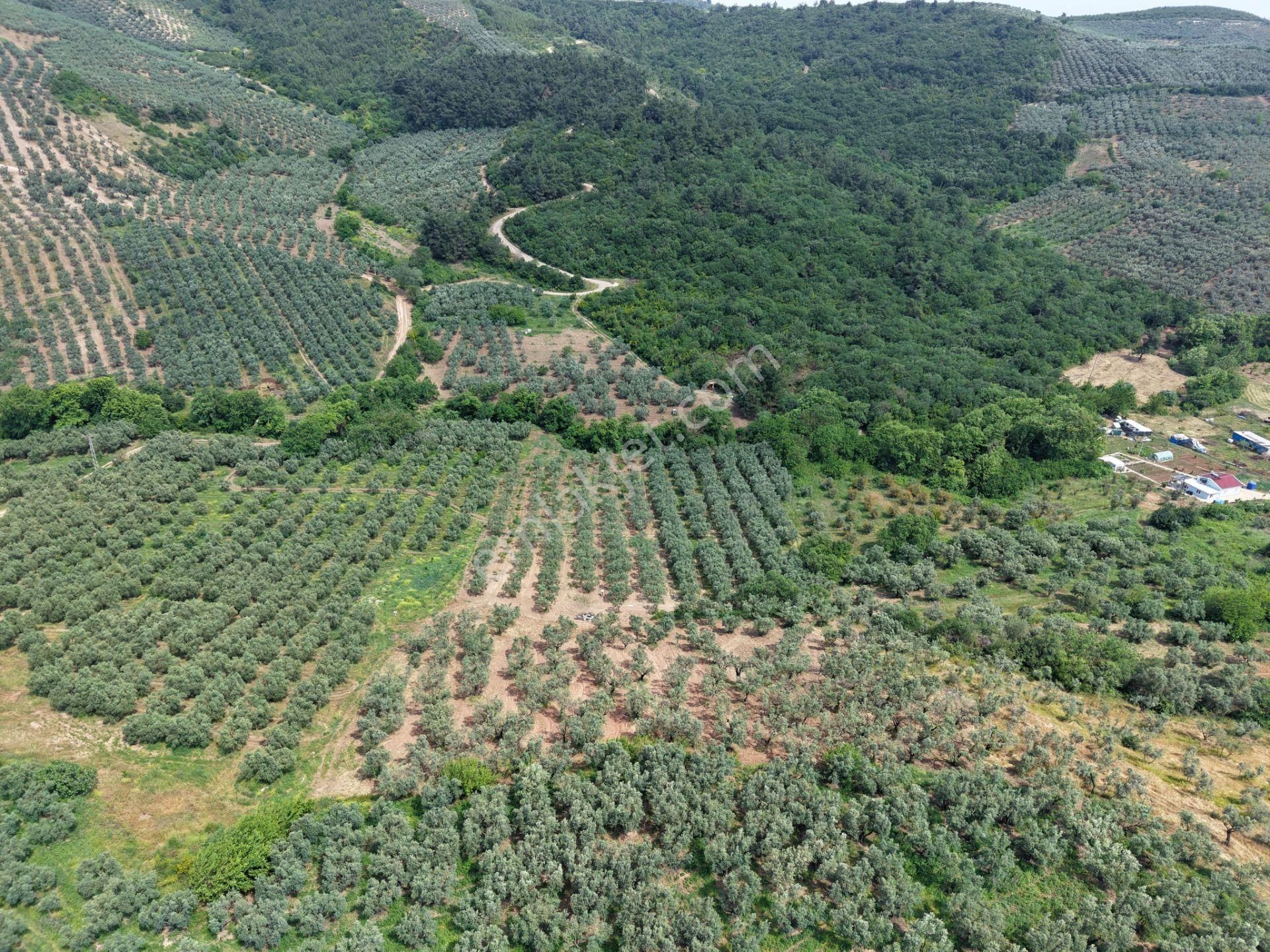 Mudanya Dereköyde 4.581 M² Zeytinlik Satılık - Görsel 5