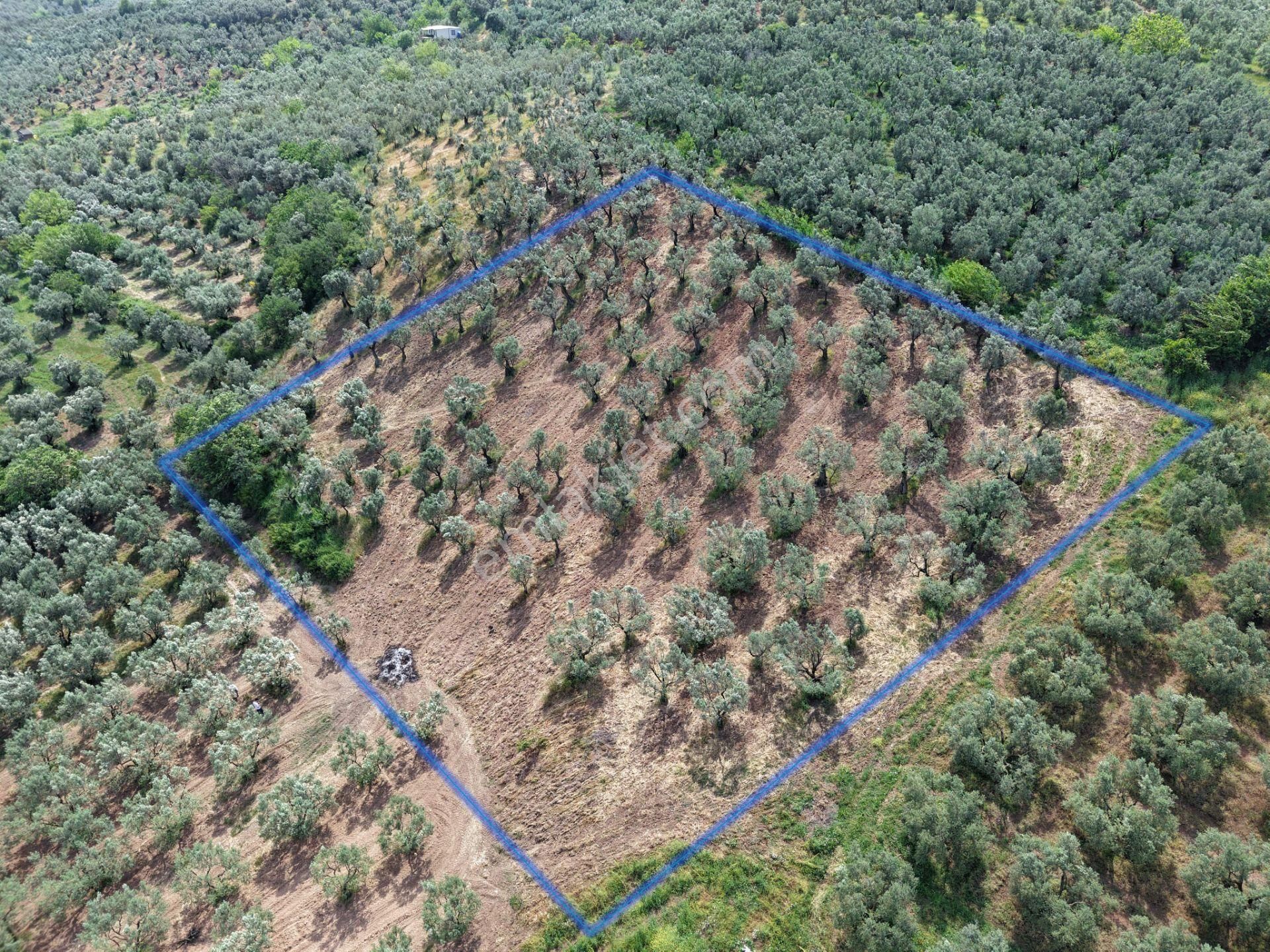 Mudanya Dereköyde 4.581 M² Zeytinlik Satılık - Görsel 3