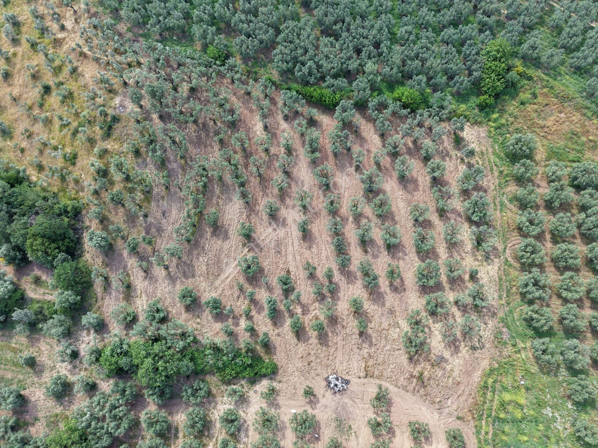 Mudanya Dereköyde 4.581 M² Zeytinlik Satılık - Görsel 7