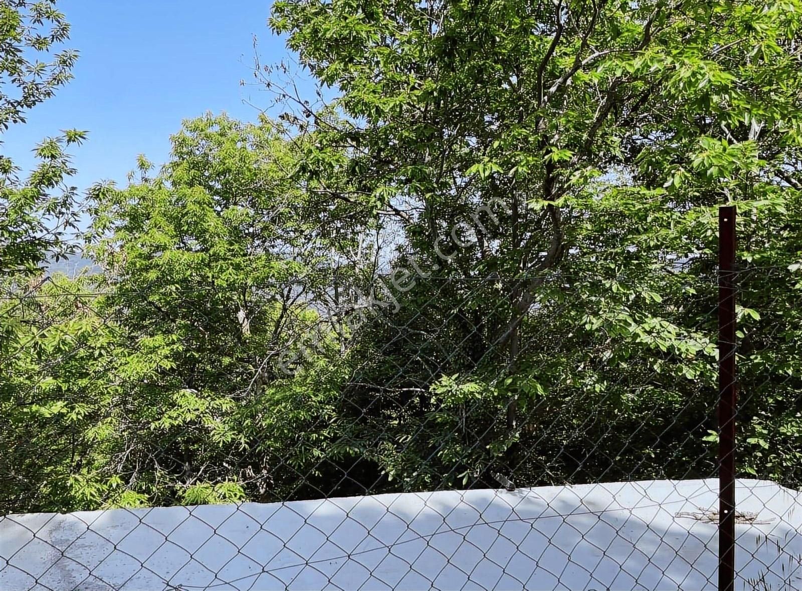 Kemalpaşa Ovacık Köyünde Satılık Kestane Bahçesi - Görsel 3