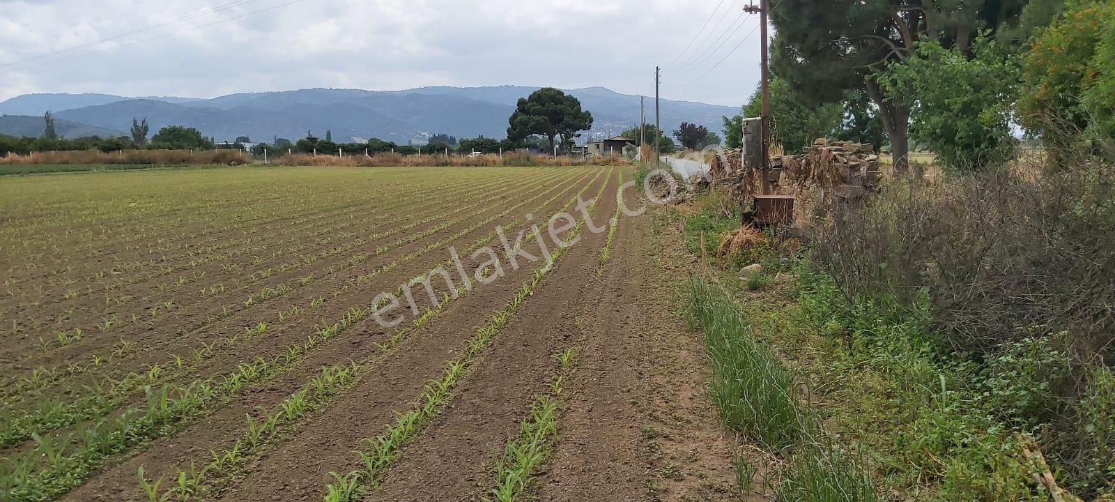 Aydın,söke,bağarası-karaatlı Asfaltı Kenarında Yola Cephesi 95 Metre Tarla " Mimarsan Gayrimenkul"