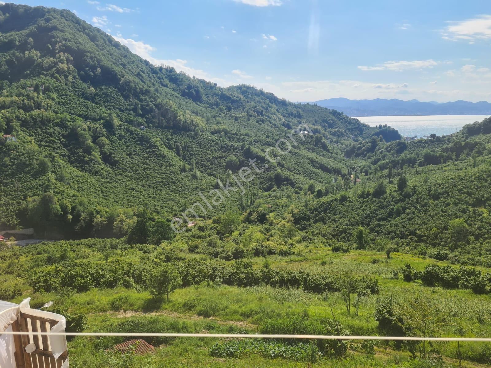 Fatsa Bolamanda Deniz Manzaralı 30 Dönüm Yatırımlık Arsa & Fındık Bahçesi