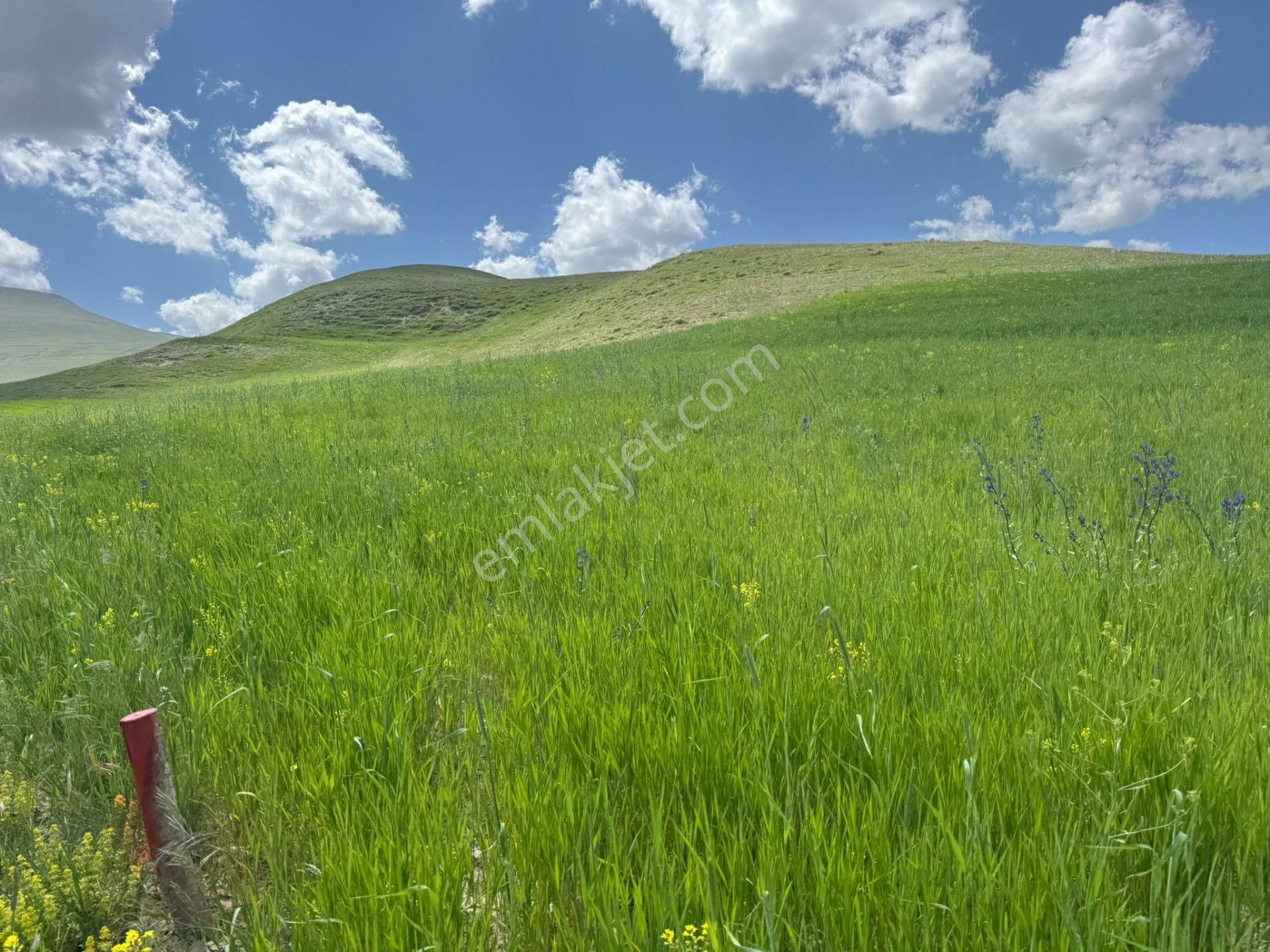 Erzurum Horasan'da Satılık Arazi