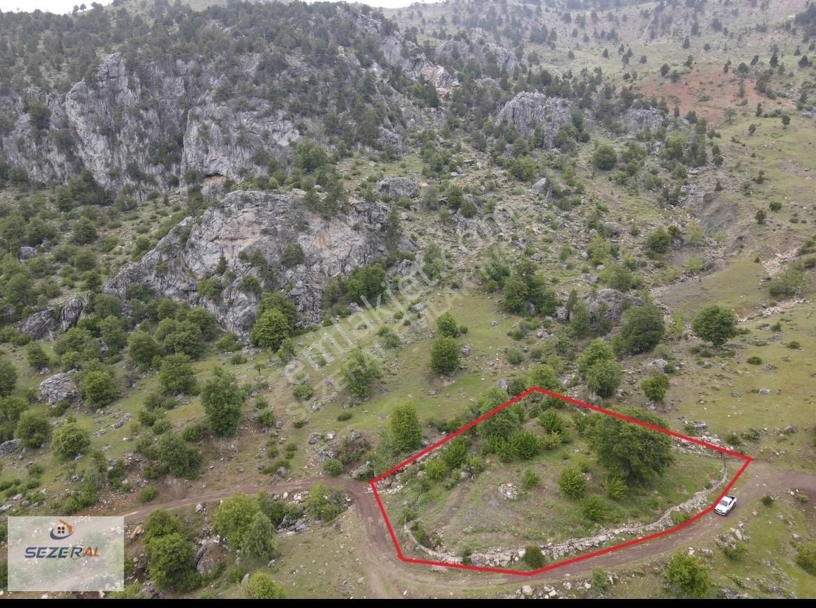 Alanya Tırılar Yaylasında Kiraz Bahçesi - Görsel 2