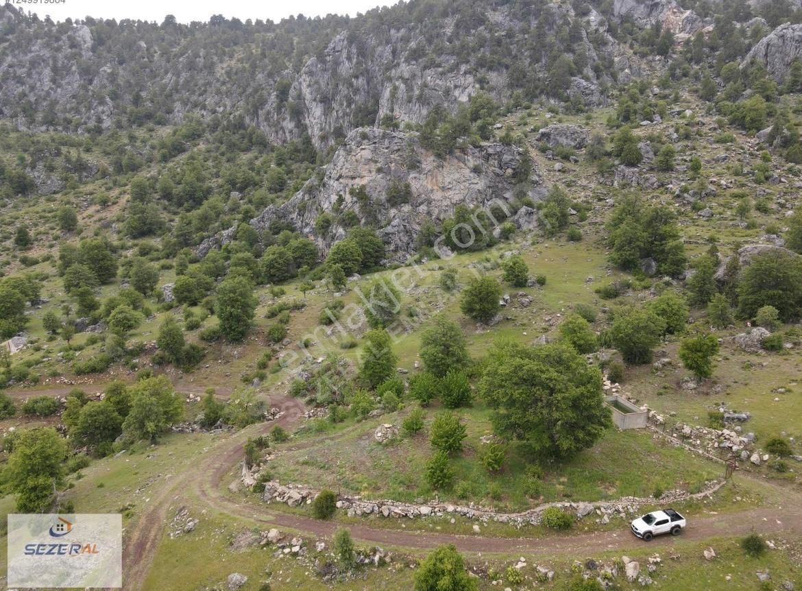 Alanya Tırılar Yaylasında Kiraz Bahçesi - Görsel 3