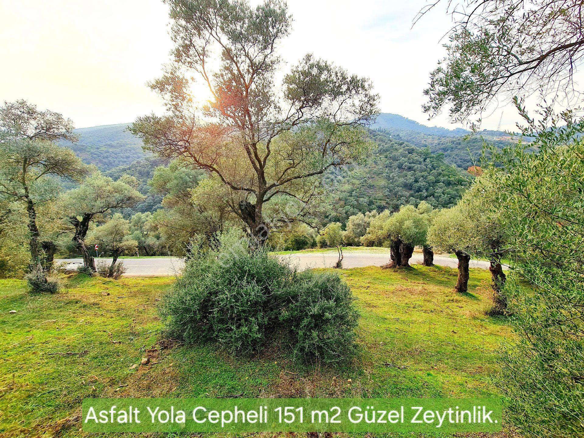 İzmir Bayındır Gaziler'de 151 M2 Yola Cepheli Zeytinlik. Açıklamayı Okuyunuz.